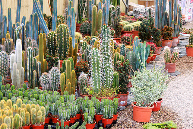 Angolo dei Cactus